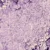 02 Binary Lilac
